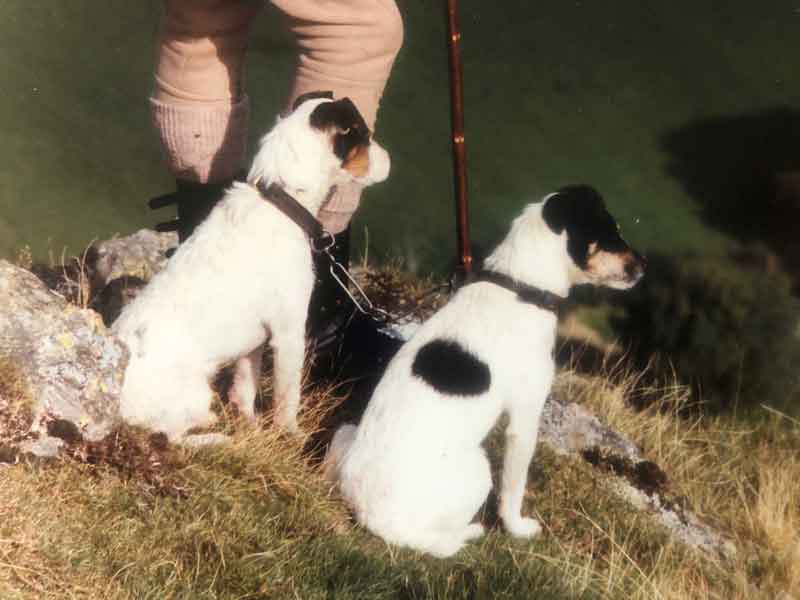 Foxwarren sales jack russell